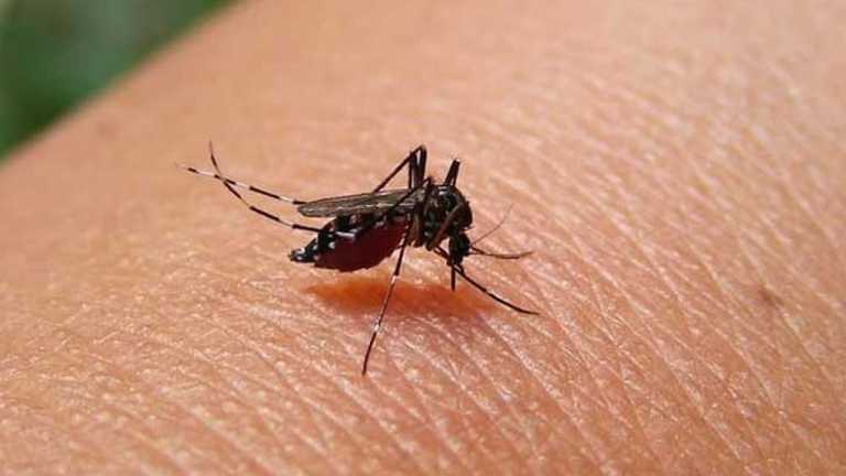 ডেঙ্গু প্রতিরোধে করণীয়
