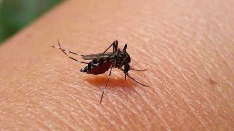 ডেঙ্গু প্রতিরোধে করণীয়