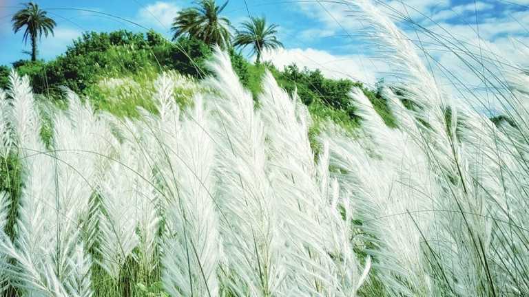 শরৎ