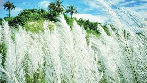শরৎ