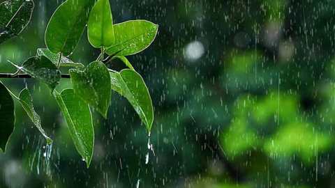 একদিন পাতা হয়ে ঝরে যাবো