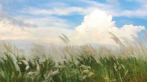 আমায় ডাকে