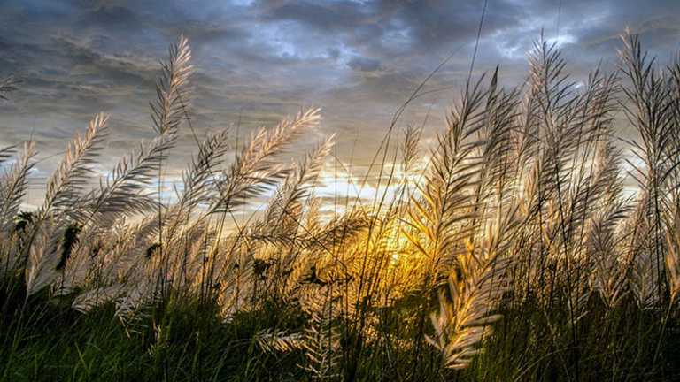 শরতের এই রূপ