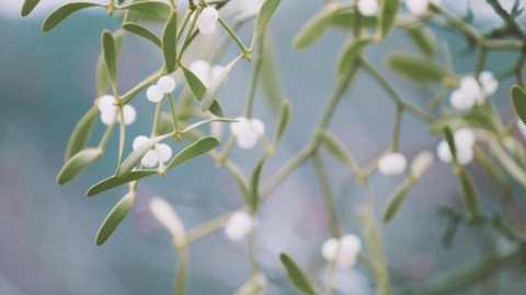 ফুলেরা হারায়