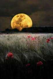 images (22)