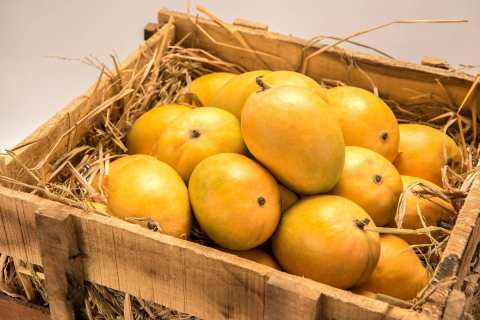 Mango-6