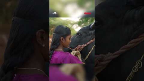 ছোট বালিকাদের যত্নেই বড় হচ্ছে লড়াকু ষাঁড় | Anannya | DW