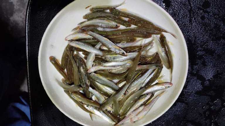 tatkini_fish_26may25