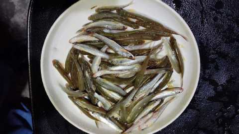 tatkini_fish_26may25
