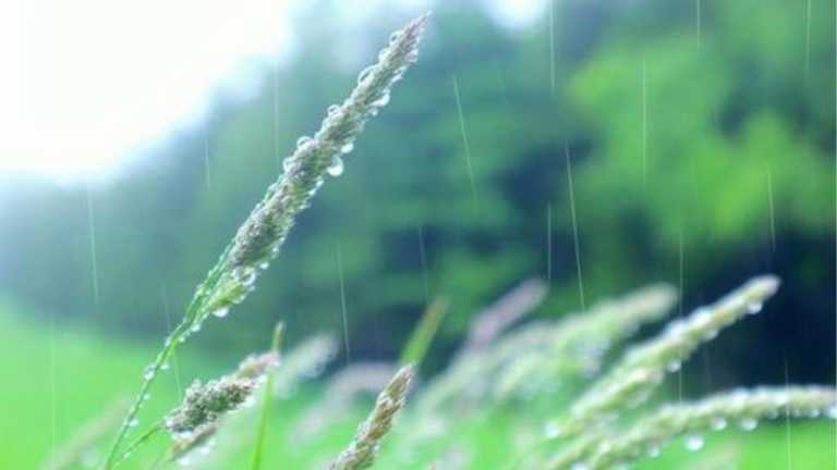 শুদ্ধতার_বৃষ্টি