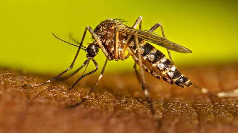 dengue protho
