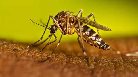 dengue protho
