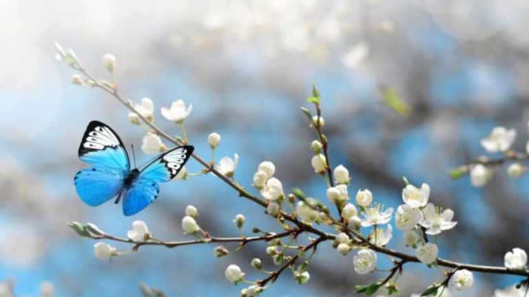 প্রজাপতির পাখায় রঙ