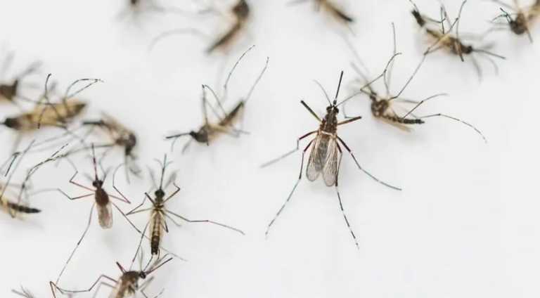 মশার প্রাদুর্ভাব বেড়েছে, অতিষ্ঠ সারাদেশ