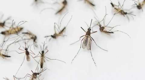 মশার প্রাদুর্ভাব বেড়েছে, অতিষ্ঠ সারাদেশ