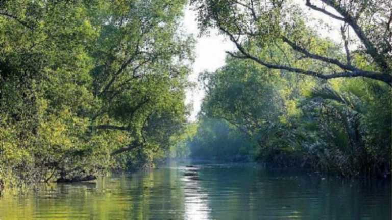 sundarbans
