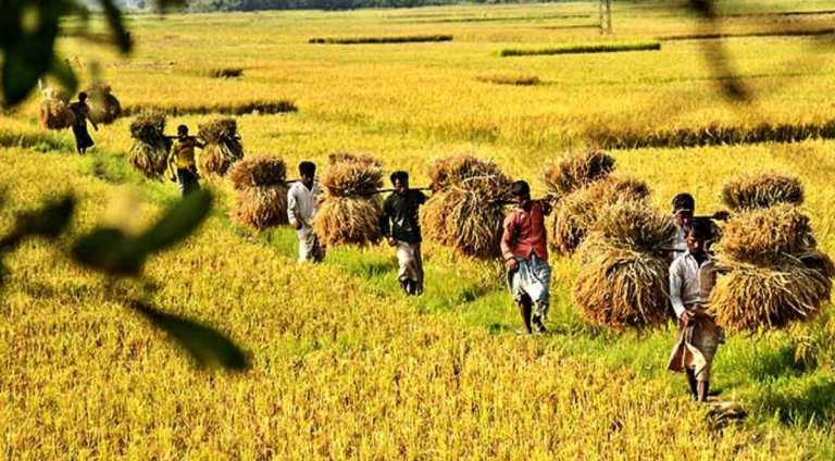 ফসল ঘরে তোলার আগে দুশ্চিন্তায় কৃষক