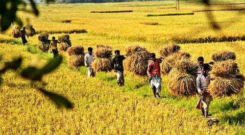 ফসল ঘরে তোলার আগে দুশ্চিন্তায় কৃষক