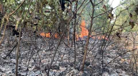বসন্তের রঙের আড়ালে বনে আগুনের দহন