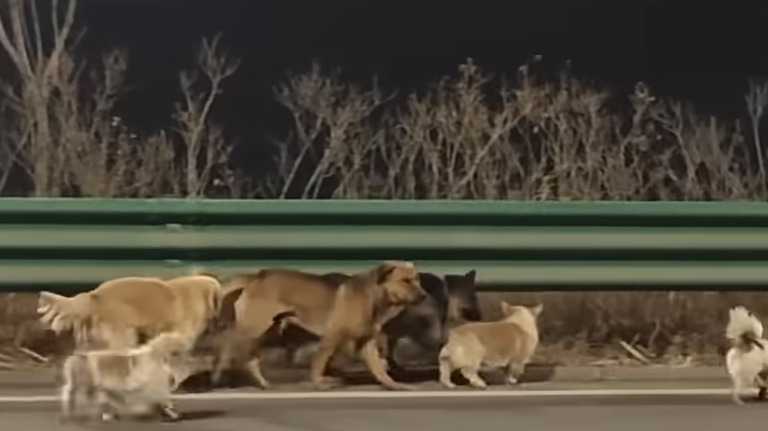 seven stolen dogs.