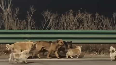 seven stolen dogs.