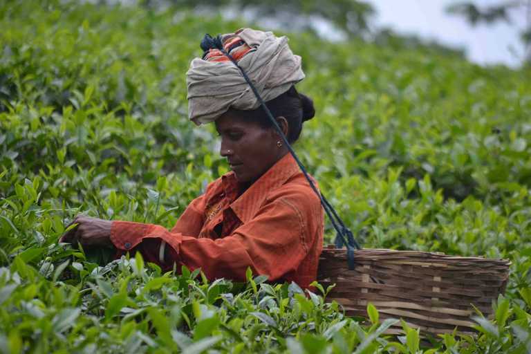 tea_labourer-1