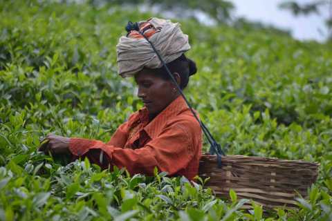 tea_labourer-1
