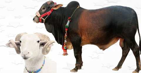 আকিকা