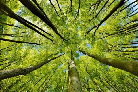 Beech_Tree_Forest_in_Early_Spring_from_below