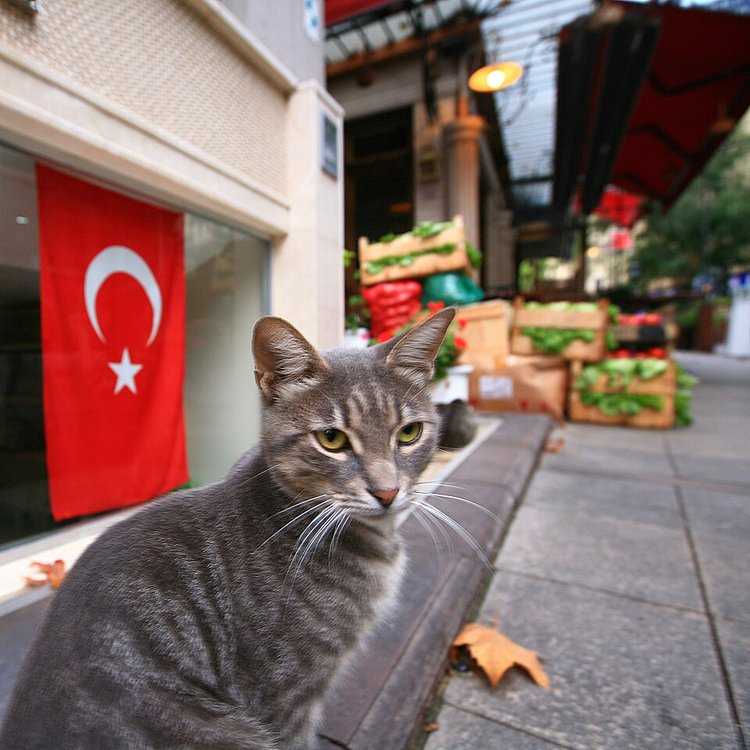 Istanbul_photo.width-750