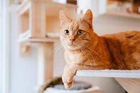 images (1)