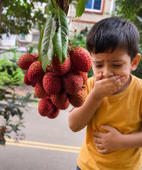 lichi