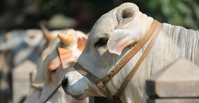 qurbani-cow-20230621164144
