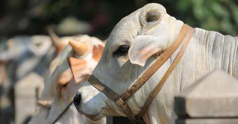 qurbani-cow-20230621164144