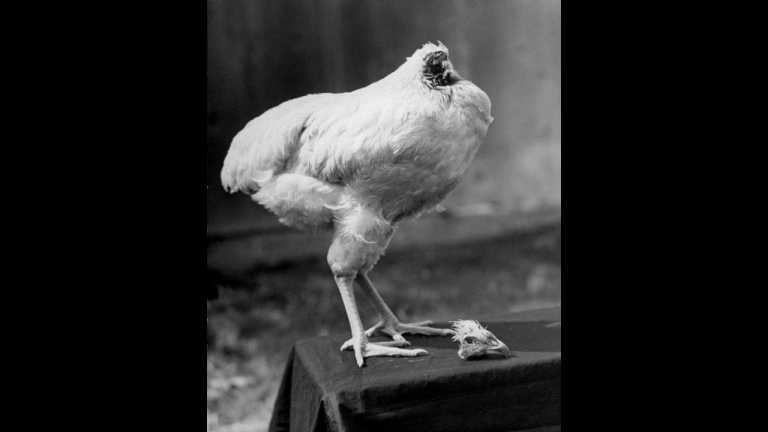 130320174449-01-headless-chicken