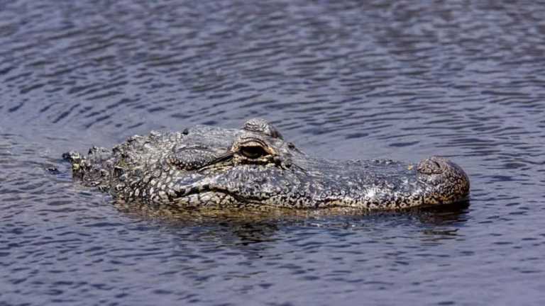 aligator-202408211609201724236320