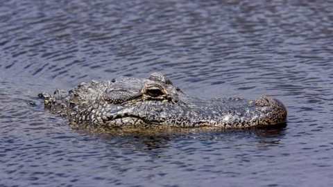 aligator-202408211609201724236320