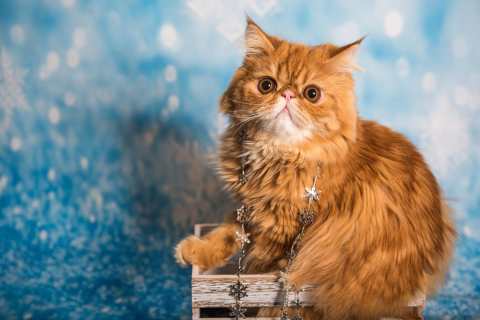 persian_cat1_20250623_133010449