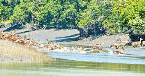 sundarban p