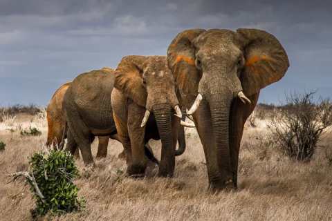 2015-tsavo-frank-af-petersens_save-the-elephant_web