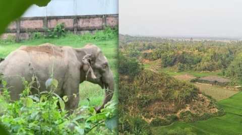 টেকনাফে খাদ্য সংকটে বিলুপ্তির শঙ্কায় বন্যহাতি