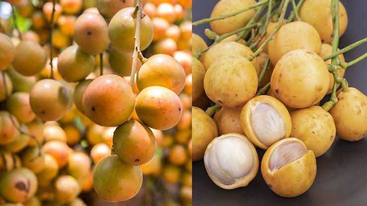 বর্ষার ফল লটকনের যত উপকারিতা