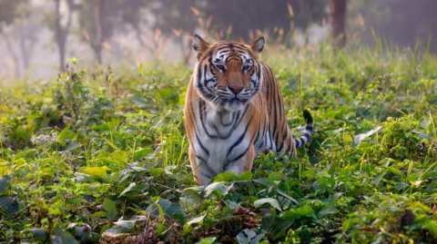 সুন্দরবনে ১০ বছরে বাঘের সংখ্যা বেড়েছে ১৯টি, কাটেনি হুমকি