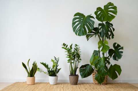indoor-plants-studio_23-2151022074