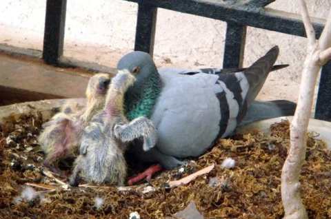 pigeons-are-one-of-just-3-types-of-birds-that-produce-crop-v0-6s1qy24n6gn91