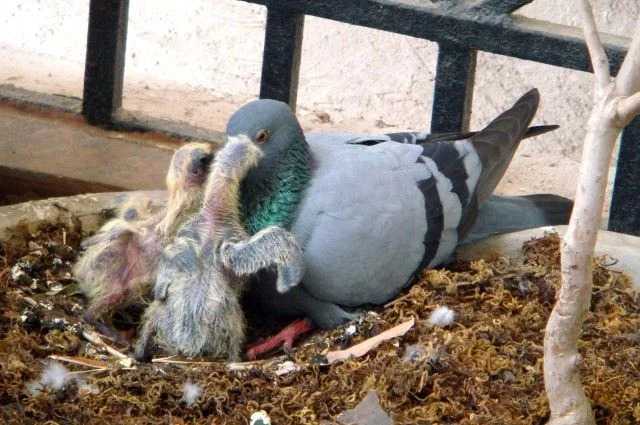 pigeons-are-one-of-just-3-types-of-birds-that-produce-crop-v0-6s1qy24n6gn91