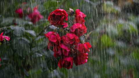 rain