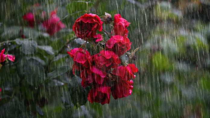 rain