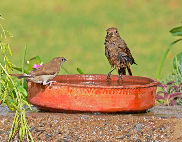 1606356647_5fbf0ea797871_bird