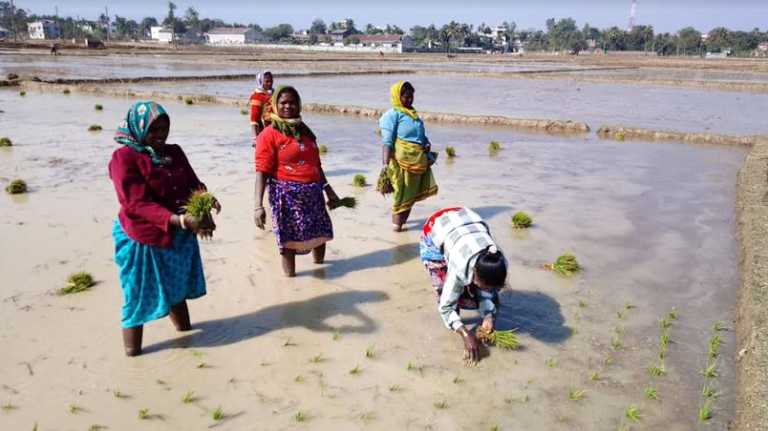 পুরুষের সমান কাজ করেও বৈষম্যের শিকার আদিবাসী নারীরা